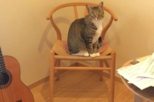 練習中の椅子を占領する猫